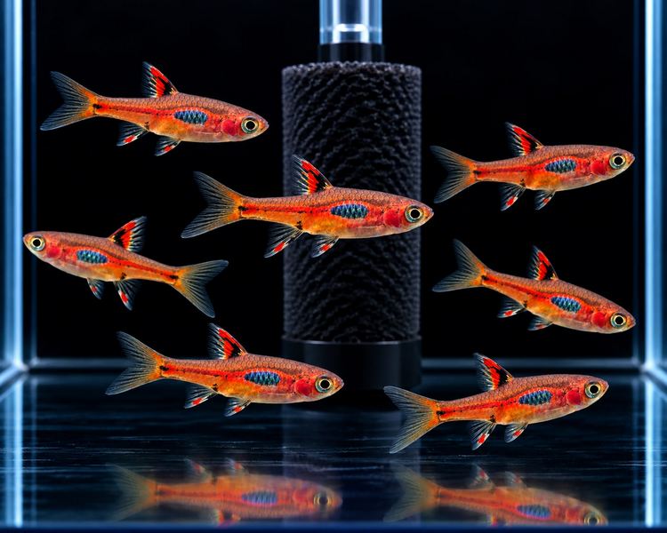 Phoenix Rasbora ~ 1cm